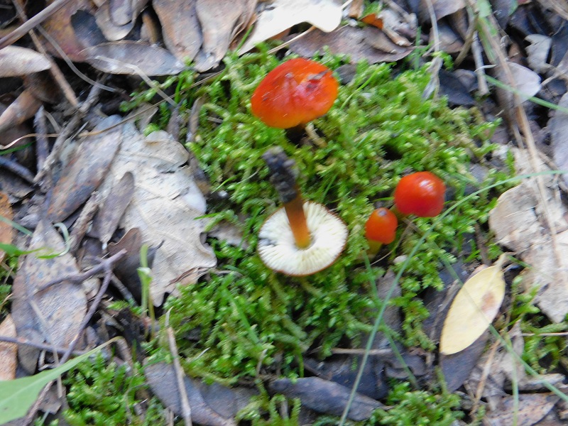 21 Fotogr.il 18.12.2021 sotto Leccio